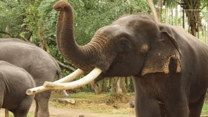 Sakrebailu Elephant Camp: A Destination For Animal Lovers