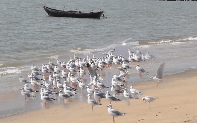 Karwar: Seagirl birds spotted on the beach