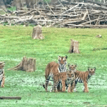 Tigress with four cubs posed for camera