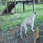 Mysuru: Tiger cubs to be seen in Zoo