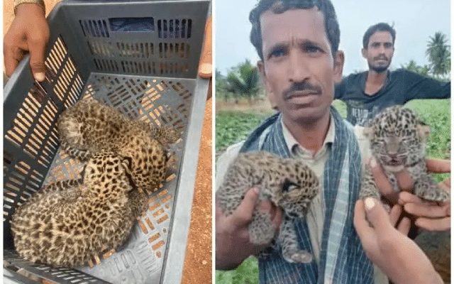 Two leopard cubs were rescued by the villagers