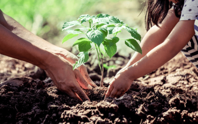 Tamil Nadu district set a world record by planting 6 lakh saplings in 6 hours