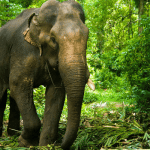 Woman killed in wild elephant attack on couple