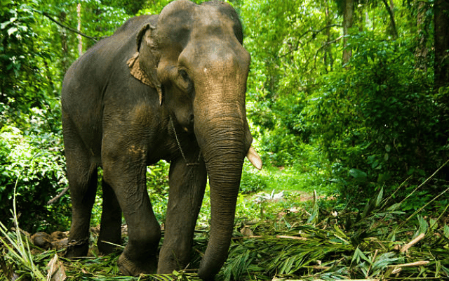 Woman killed in wild elephant attack on couple