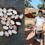 Ujire: 28 eggs found under mud in Siddhavana nursery
