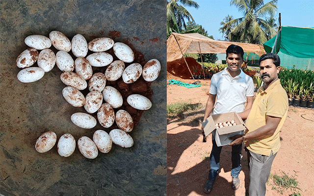 Ujire: 28 eggs found under mud in Siddhavana nursery