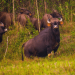A herd of wild buffaloes has been spotted in Sagar taluk.