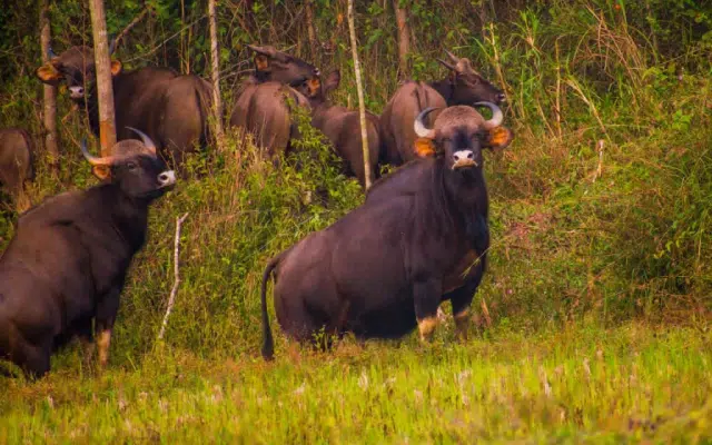 A herd of wild buffaloes has been spotted in Sagar taluk.