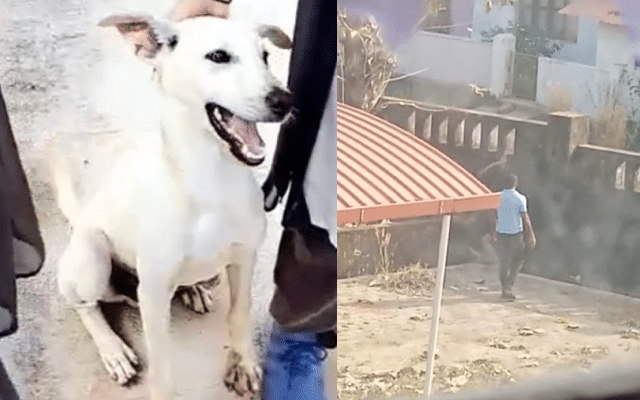 Bantakal: Stray dog beaten to death