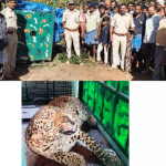 Konanur: Leopard kills cow