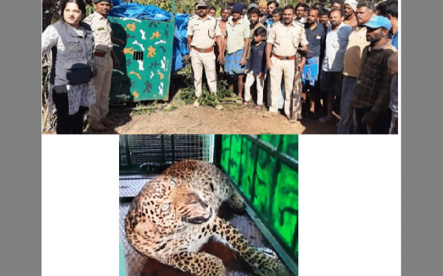Konanur: Leopard kills cow