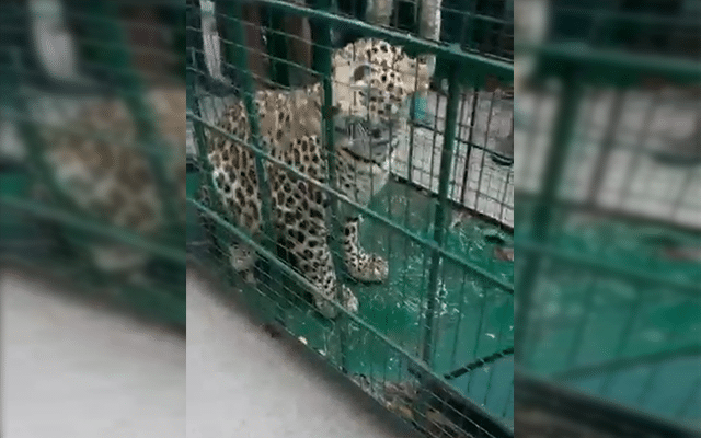 Malpe: Leopard captured after creating panic in Garadi Ghat, villagers relieved