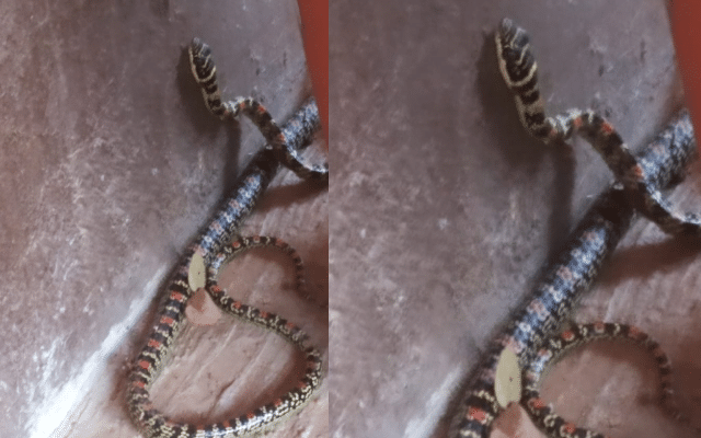 Rare flying snake found in Parkala