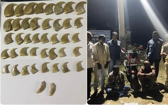 Two held for transporting tiger claws.
