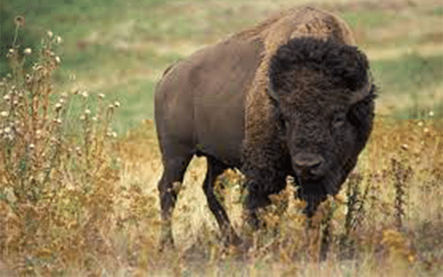 chikkamagaluru-youth-injured-in-bison-attack