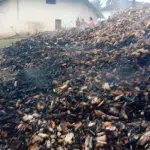 Alur: Miscreants set fire to a heap of jowar, lose lakhs of rupees