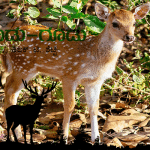 Deer, hoofed mammal