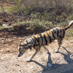 Chamarajanagar: A farmer who made a dog a tiger to scare wild animals