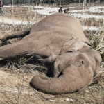 Female elephant dies of electrocution in K'taka, farmer booked