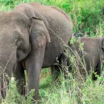 Hassan: Baby-elephant falls into trench dug by farmers