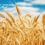 Cereals, which are the staple food worldwide, are: wheat