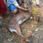 Parkala: Rescue of injured deer, youth's work lauded