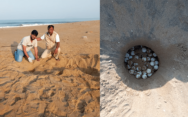 Karwar: Sea turtle eggs found on Devabhaga beach