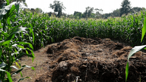 Karkala: Maize grown in abundance at Muniyalu Godown