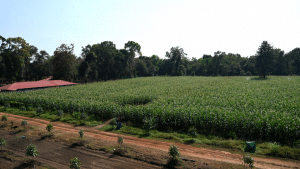 Karkala: Maize grown in abundance at Muniyalu Godown