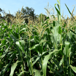 karkala-maize-grown-in-abundance-at-muniyalu-godown