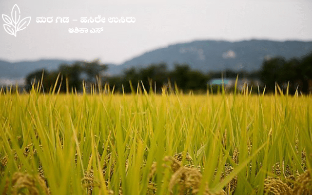 Paddy cultivation: The main livelihood in the villages