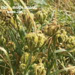 Finger millet Plant