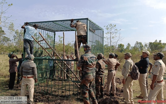 Forest officials have launched a leopard combing operation.