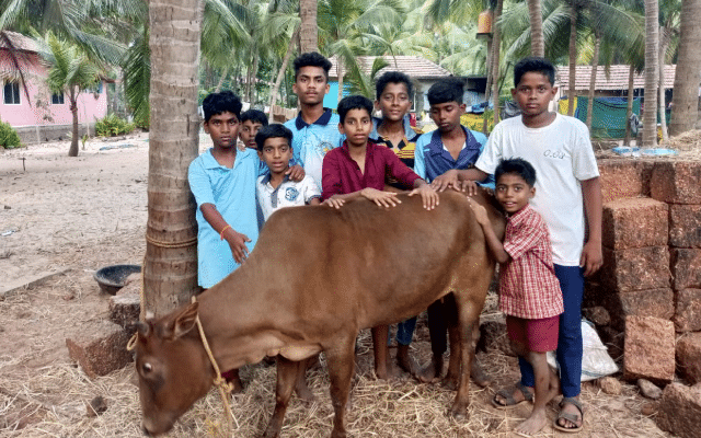Kundapur: Boys take care of a sick cow