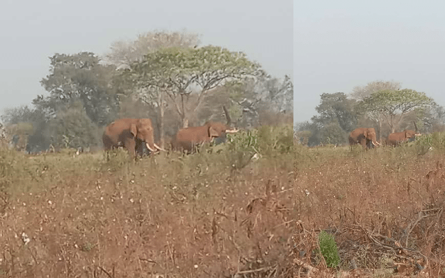 Wild elephants enter fields in Hadya village, destroy crops