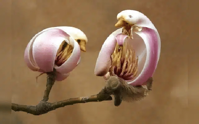 Yulan Magnolias: The bird-like structured flower