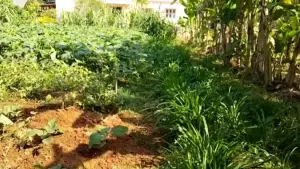 Udupi: Fertile agriculture in sand heaps