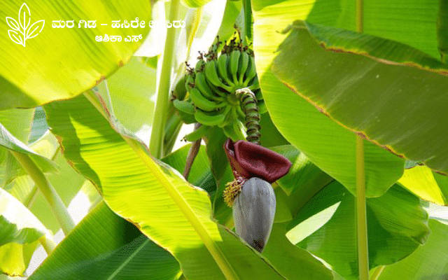 World's leading fruit crop: Banana