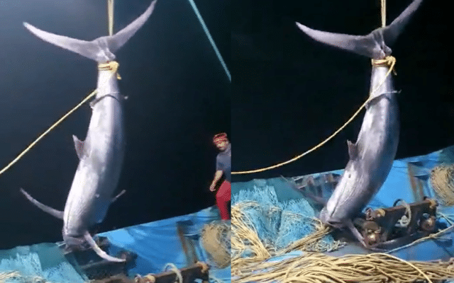 A giant-sized katte-horned fish caught by fishermen