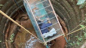Moodbidri: 'Successful' doctor captures leopard in well with cage