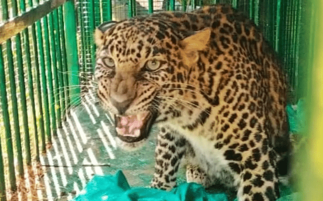 Mysuru: Three-year-old male leopard caught by forest officials