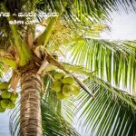 Mankind's Kalpa Tree Coconut