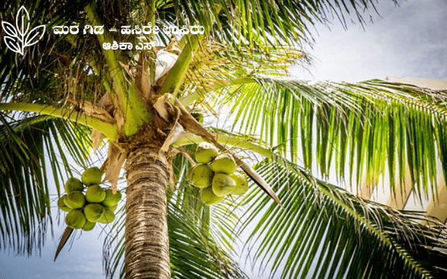 Mankind's Kalpa Tree Coconut
