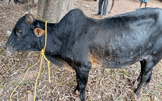 Kundapur: Cattle suffering from skin nodule disease
