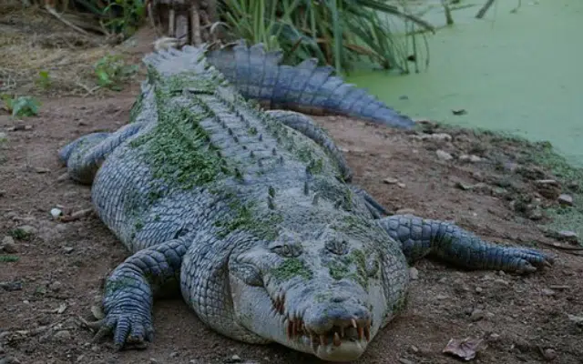 9-year-old boy attacked by crocodile