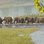 Mysuru: Wild elephants enter fields near Saragur