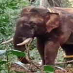 K'taka: 7 arrested for assaulting forest officers after elephant's capture