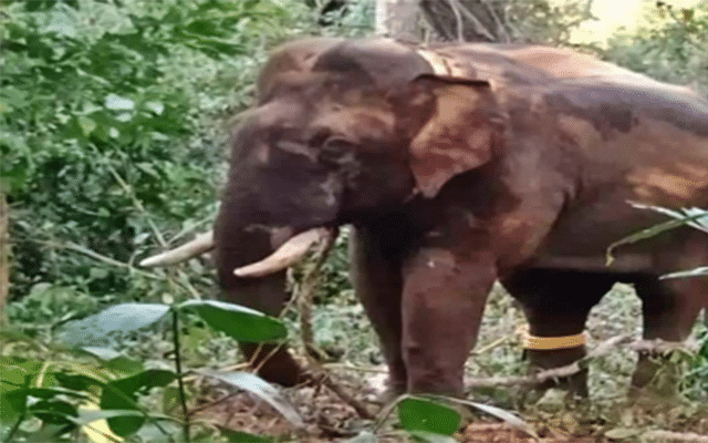 K'taka: 7 arrested for assaulting forest officers after elephant's capture