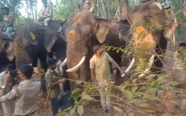 Wild elephant operation stopped in Kadaba, villagers protest