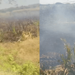 Sugarcane fields gutted in fire